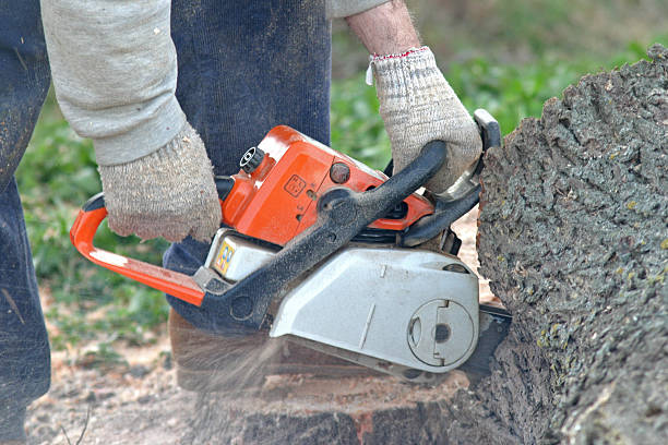 How Our Tree Care Process Works  in  Vardaman, MS